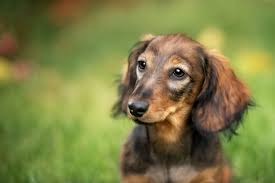 Once a cat is infected with fpv, it may shed virus in body fluids (most notably urine and feces) for a few days. Canine Distemper Virus Fairmont Animal Hospital