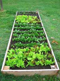 See more of wp8 home garden veggies on facebook. How To Build Raised Vegetable Garden Ideas Home Garden Tips Hortas Pequenas Hortas Verticais Jardins Pequenos