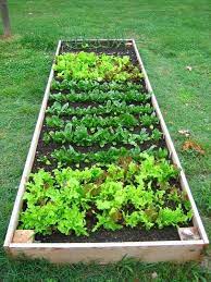 You can hang wooden planters and have a variety of veggies in each planter. Pin On Jardin