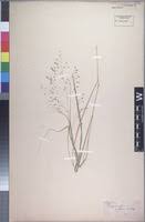 Image result for Eragrostis paniciformis