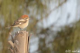 Guêpes, gros criquets et diptères de grande. Pie Grieche A Tete Rousse Lanius Senator Claude Ruchet Photographie Animaliere