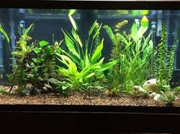 In the canals and rice paddies of their native. Can A Routine Water Change Kill Your Fish