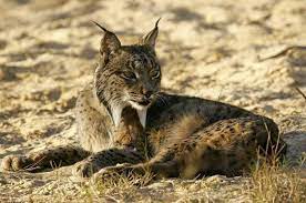 De rode lynx is een solitaire soort. Spaanse Of Iberische Lynx Stichting Spots