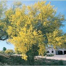 2717-gallon Yellow Blue Palo Verde Feature Tree In Pot With Soil L4007 Lowescom Potted Trees Palo Verde Tree