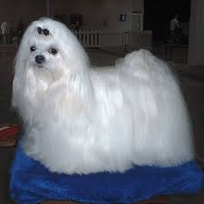 There are plenty of activities for everyone to enjoy. How To Care For A Teacup Maltese Animals Mom Com