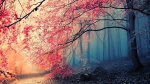 Pin By Ken Barnett On Story Inspiration Forest Wallpaper Forest Photos Autumn Forest
