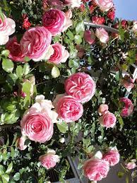 David austin roses bloom flowers rose fragrance flower arrangements flower garden scent garden hybrid tea roses planting flowers. Knitionary Mother S Day Growing Roses David Austin Roses Rose Varieties