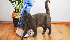 A neutered male cat can still spray. Do British Shorthair Males Spray My British Shorthair