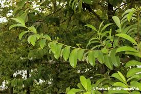 Image result for Erythroxylum emarginatum