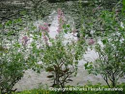 Image result for Karomia