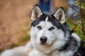 首輪に美しい青い目をした純血種のシベリアンハスキー犬、黒と白のコート色のシベリアンハスキー、そり犬の品種。屋外を歩くハスキー犬、ペットの概念への愛の写真素材・画像素材  Image 179219097