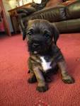 Brentwood Border Terriers » Puppies