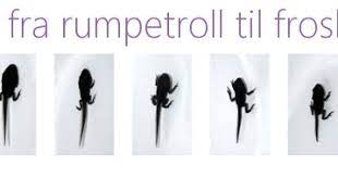 Rumpetroll har klær til baby og barn opp til 10 år. Fra Egg Til Rumpetroll Og Frosker