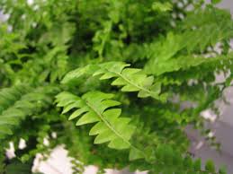 Image result for ledviník