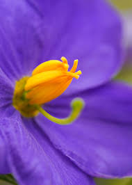 Image result for Exacum