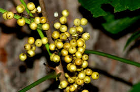 ﻿ ﻿ an identifying trait of poison ivy is the color of its mature berries. Pictures Of Poison Ivy