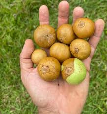 Image result for Vangueria madagascariensis