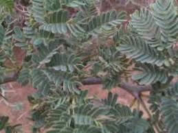 Image result for Acacia erioloba