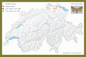 Image result for Photedes fluxa