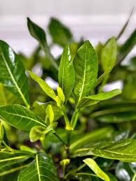 Image result for Tragia gardneri