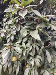 Image result for Rothmannia urcelliformis