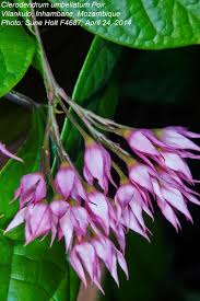 Image result for Clerodendrum umbellatum