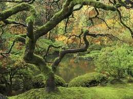 Portland Japanese Garden In Early Autumn Portland Japanese Garden Portland Oregon Usa Photographic Print Michel Hersen Art Com Portland Japanese Garden Japanese Maple Tree Nature Tree