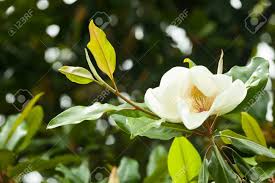 Image result for ficus elastica flower