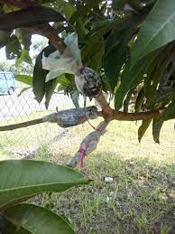 Simpan dalam peti sejuk semalaman sebelum boleh dinikmati pada keesokan harinya. Jom Tanam Sayur Jts Tut Pokok Mangga