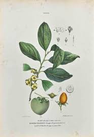 Image result for Ebenaceae
