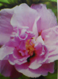 Image result for Hibiscus syriacus Violet Clair Double