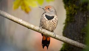 It was created by ludicorp in 2004 and is a popular way for amateur and. The Ringing Voice The Wings That Burn Flickers Nature In Novato