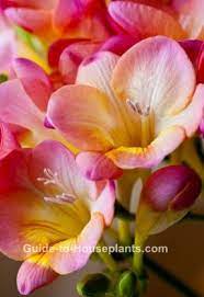 Freesia Flower Is Easy To Grow Indoors Beautiful And Intoxicatingly Fragrant Get How Tos For Planting Freesia Flowers Fragrant Plant Small Backyard Gardens