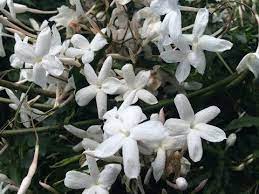 Jasmine Plant Care Learn How To Grow Jasminum Plants Types Of White Flowers Jasmine Plant Winter Jasmine