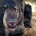 Officials take black bear from Ohio couple to Reynoldsburg facility