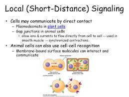 Plasmodesmata are analogous to gap junctions and tunneling nanotubes of animals. Cell Communication Per Parrott Ppt Download