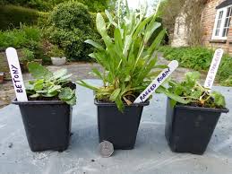 If you are looking for a particular type of flower, you can go directly to that one benefit of buying potted plants is that your recipient can enjoy them right away. Mature Wild Flower Plants For Sale Archives Wild Flower Lawns And Meadows Wild Flower Lawns And Meadows