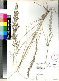 Image result for Eragrostis gummiflua