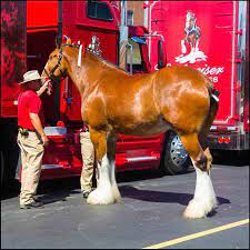 The stallions often stand taller and weigh more than the mares. Weight Of Clydesdale What Things Weigh