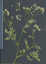 Image result for Torilis