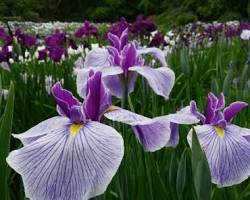 京都府立植物園 花菖蒲園の画像