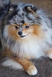 Pin By Audrey Freedman On My Pom Pals Pom Dog Cute Animals Cute Dogs