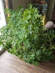 Do you know the proper name for this plant? What Kind Of Plant Is This The Best Designs And Art From The Internet