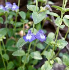 Image result for Scutellaria violascens