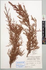 Image result for Widdringtonia whytei