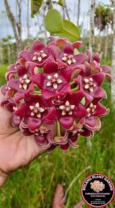 Image result for Eriosema pauciflorum