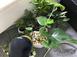 お風呂をジャングルにしよう 浴室で育てる観葉植物 お風呂改造記3 スチームパンク大百科s 観葉植物 浴室 観葉植物 お風呂
