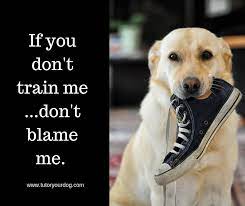 Tutor Your Dog Dog Training Obedience Dog Training Dog Training Tips