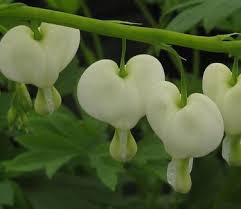 Image result for Dicentra spectabilis alba