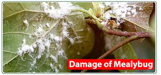 Image result for Mealybug cucumber